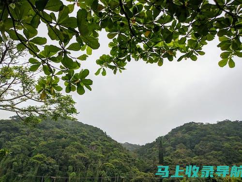 高效网站建设秘诀：借助网站模板之家官网的力量